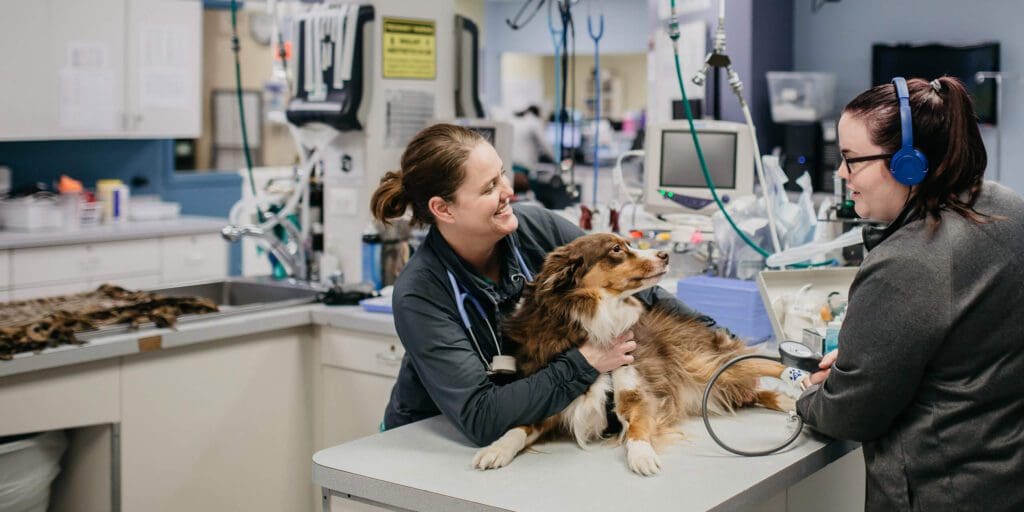 home visit emergency vet