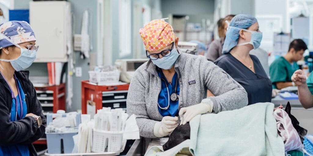 Specialties Veterinary Specialty Center