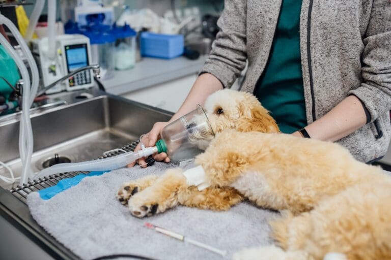 Anesthesia and Pain Management Veterinary Specialty Center