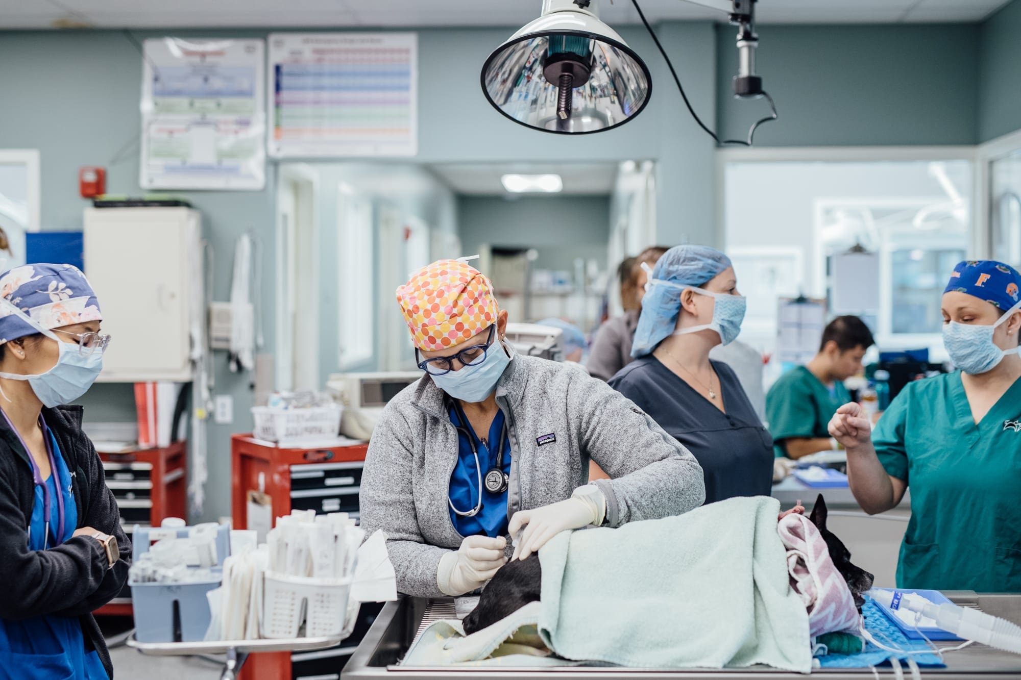 Anesthesia and Pain Management Veterinary Specialty Center