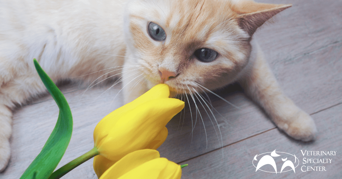 Lilies and Cats Veterinary Specialty Center