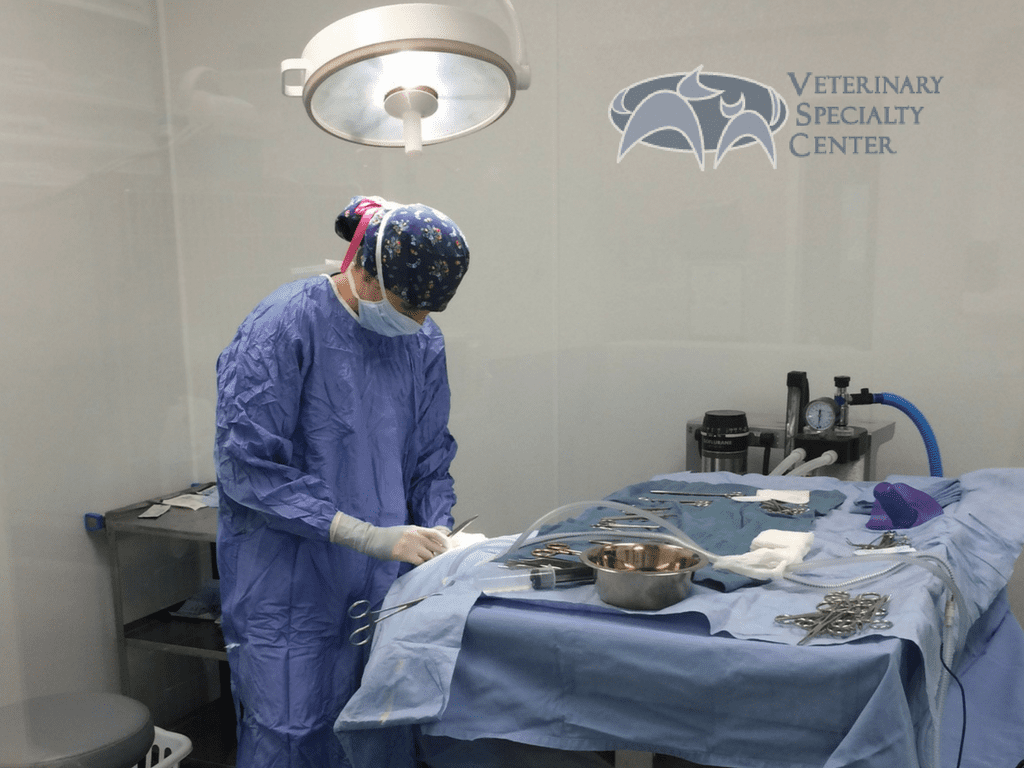 Shelter Animal Surgical Service - Veterinary Specialty Center