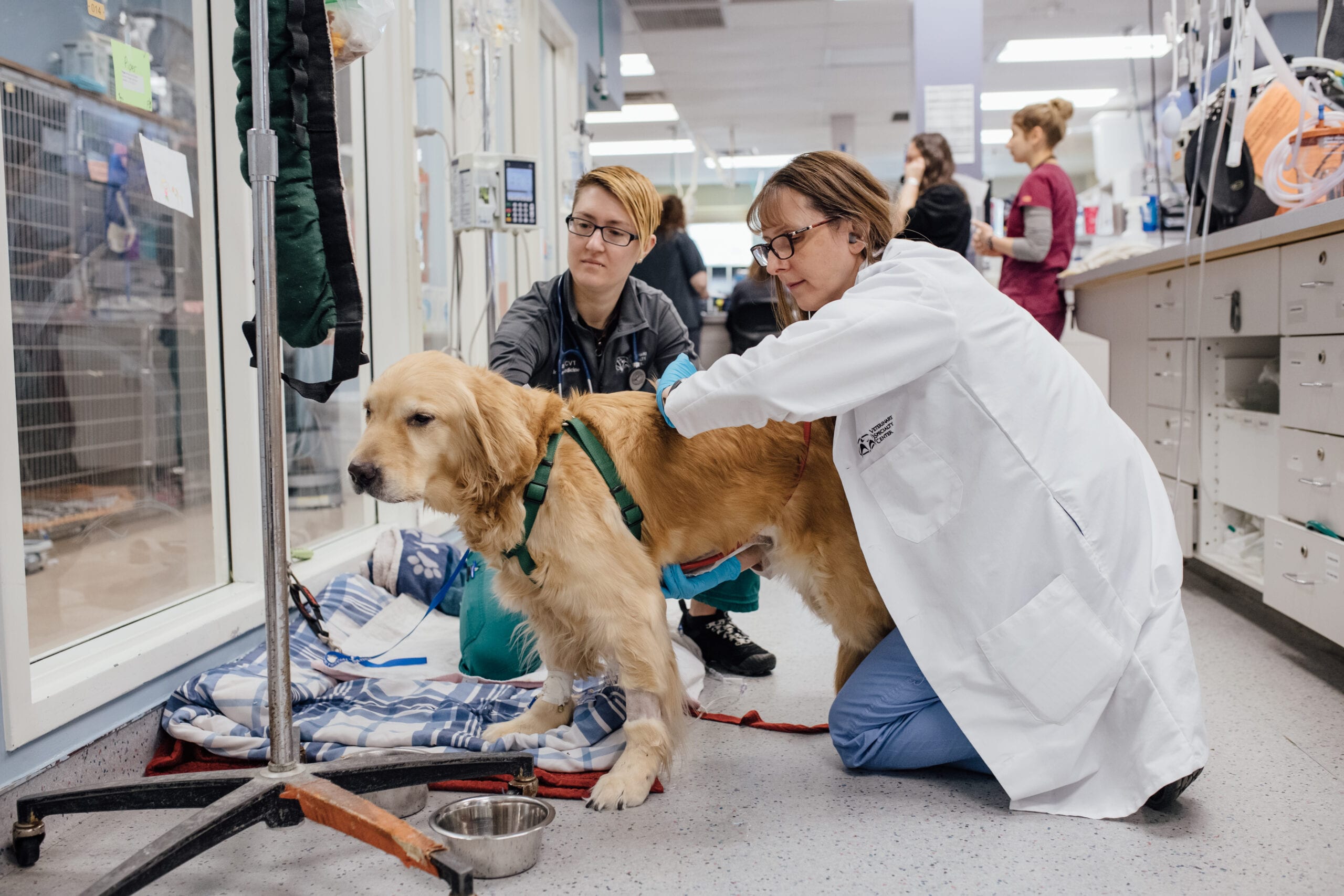 Emergency and Critical Care Jennifer Herring DVM MS DACVECC Veterinary Specialty Center Golden Retreiver in ER 4 scaled