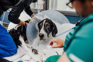 Veterinary Specialty Center Ecc Brett 1