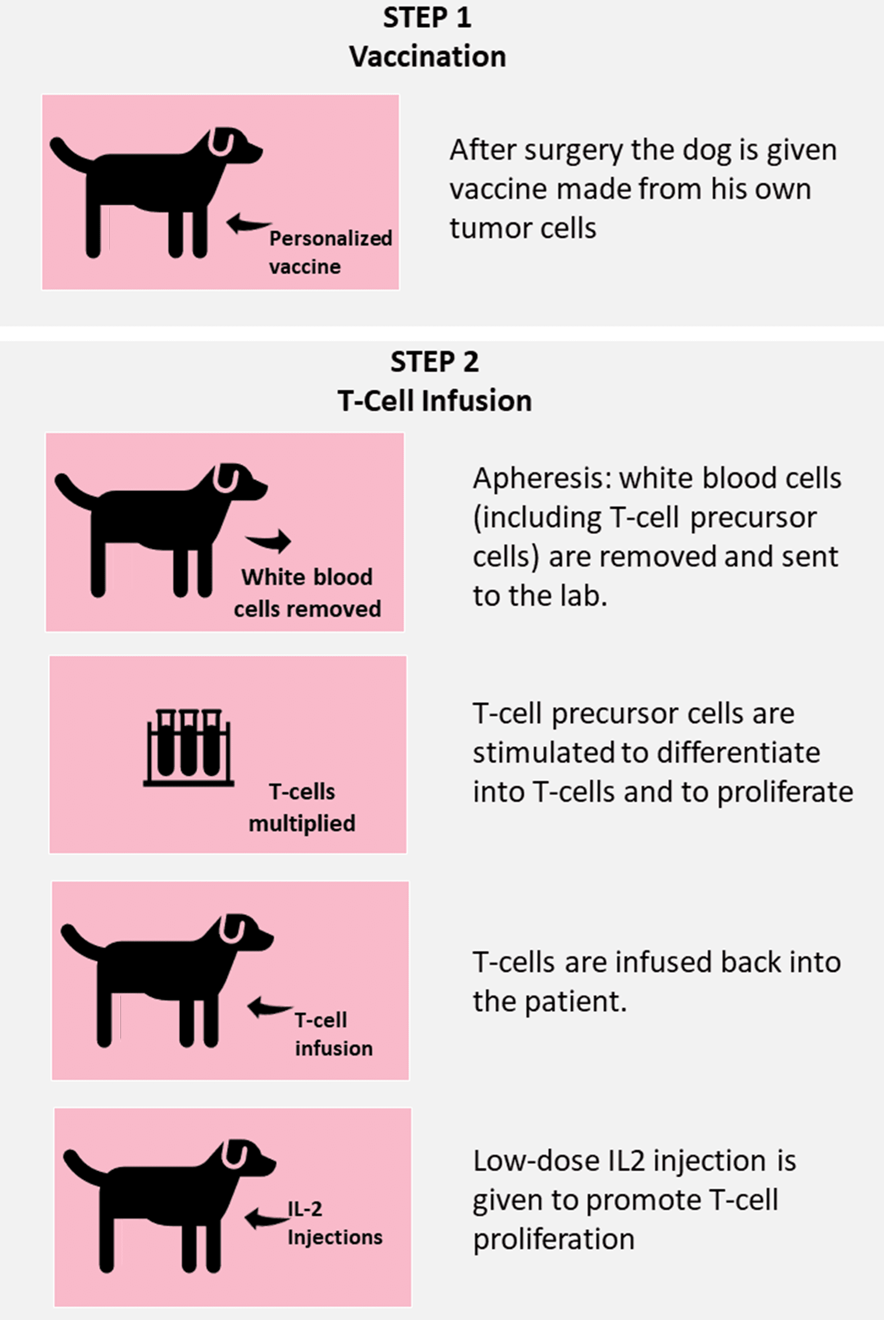 how to help dogs with cancer