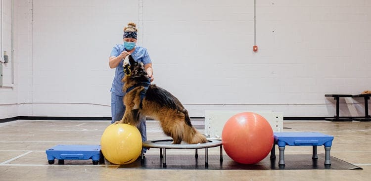 https://www.vetspecialty.com/wp-content/uploads/2021/06/Gym-Exercises-Long-Shot-4-Elle-De-Ford-Phd-DVM-CCRP-Veterinary-Specialty-Center_opt.jpg