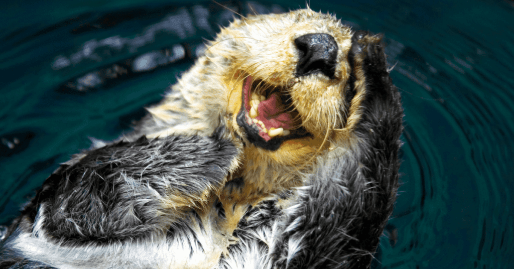 Sea Otter Page Banner Sea Otter Page Banner