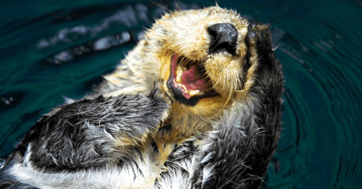 Sea Otter Page Banner