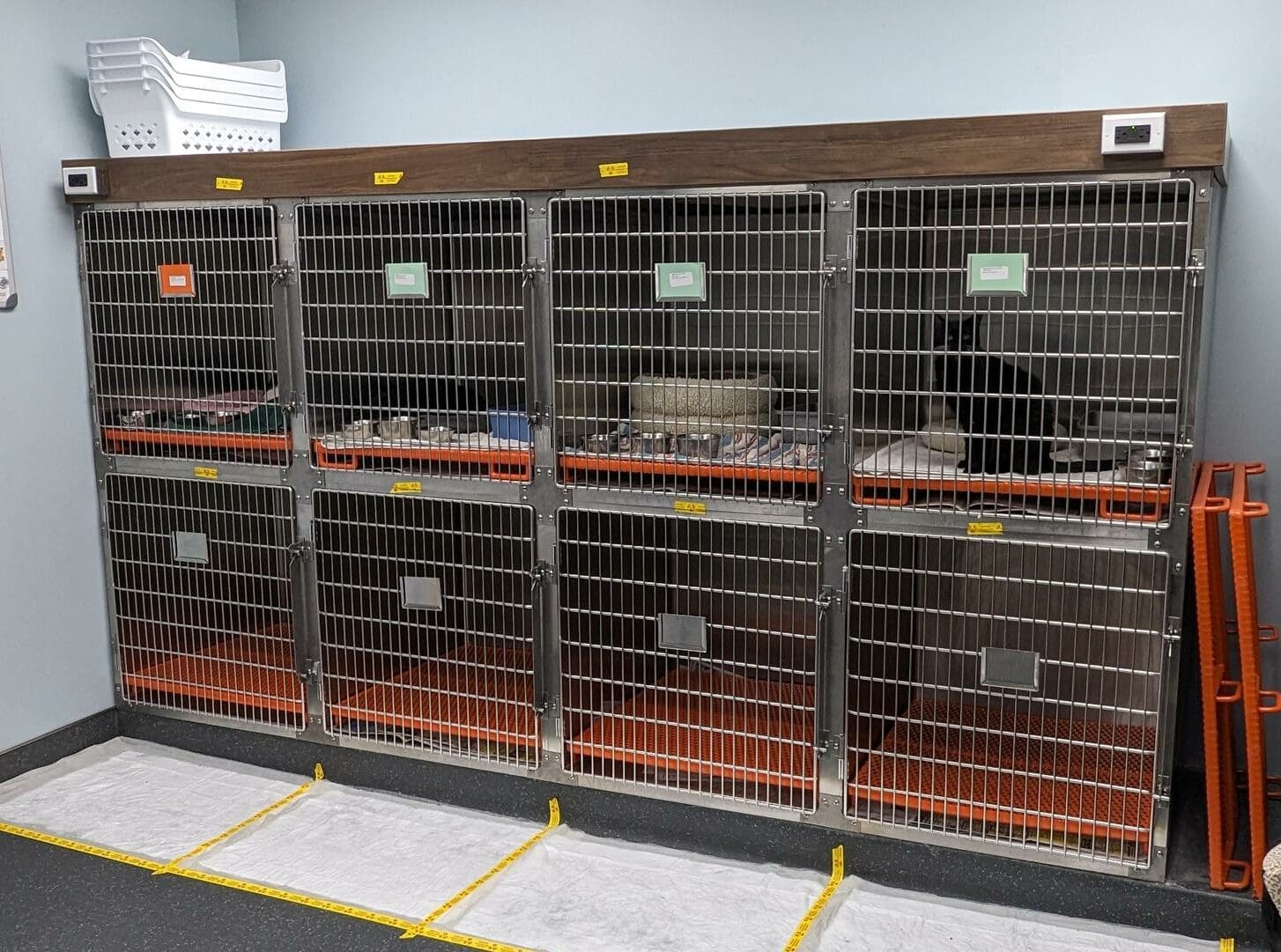 Radioactive Iodine Therapy I131 for Cats Veterinary Specialty Center