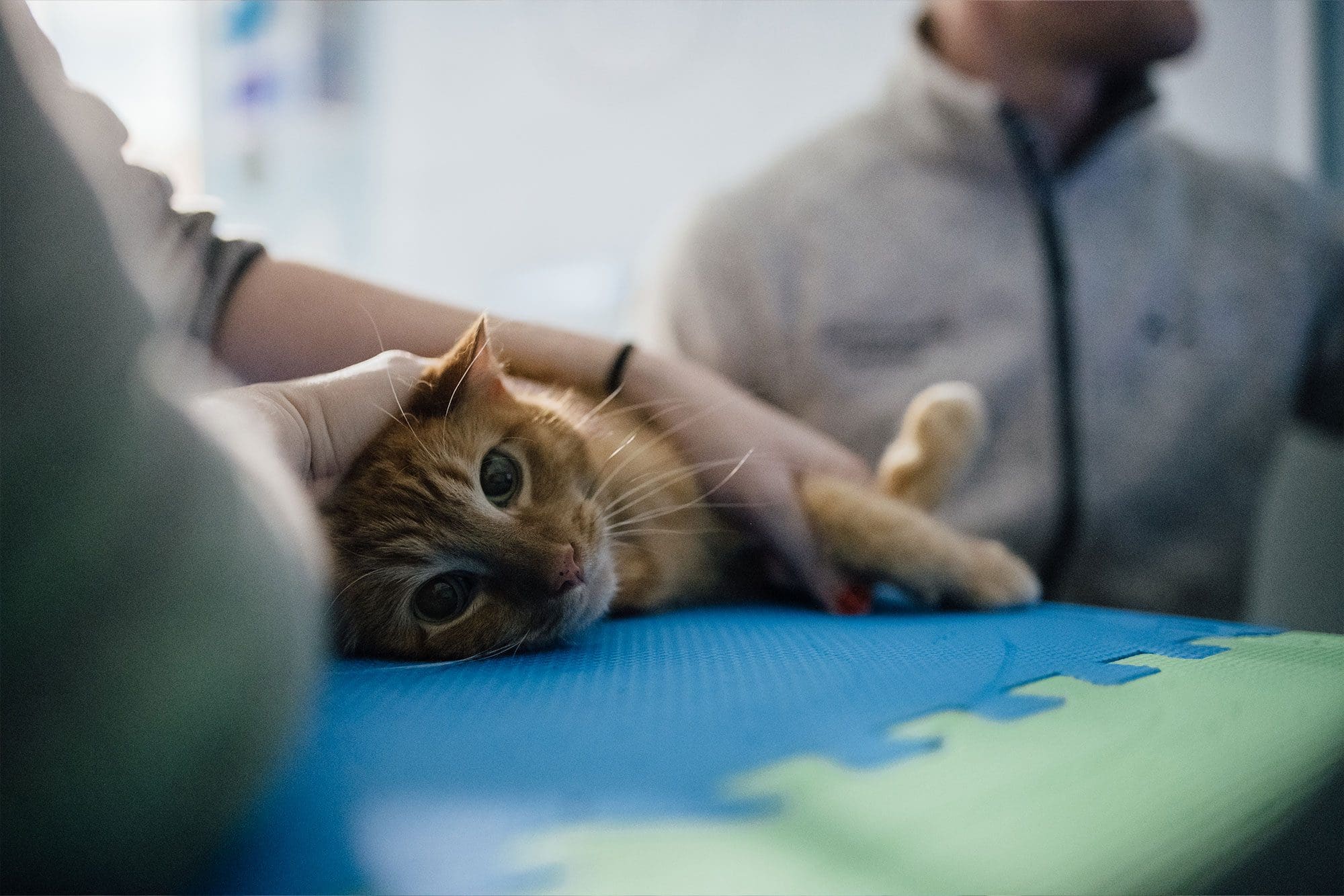 cat in cardiology lab