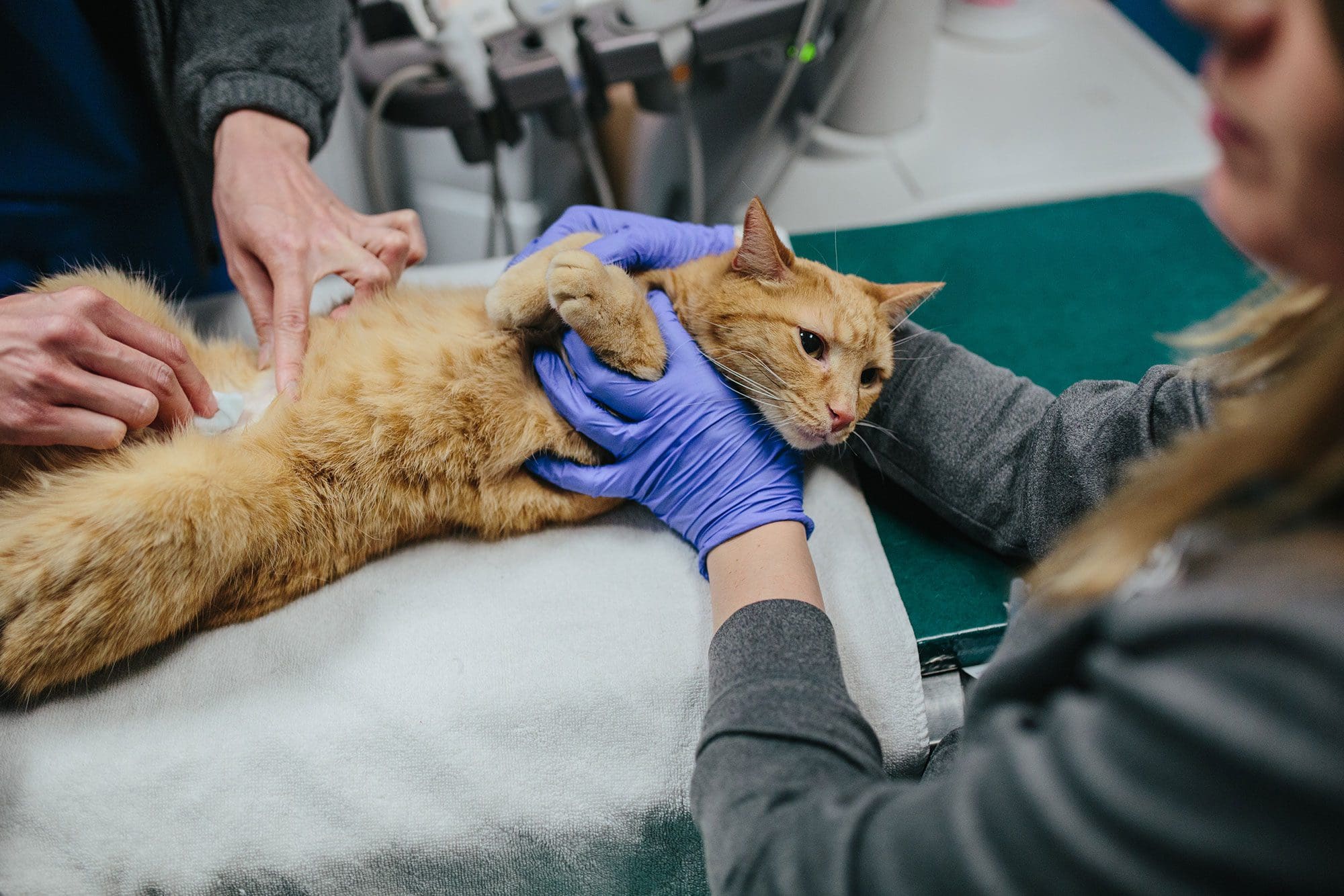 cat getting ultrasound