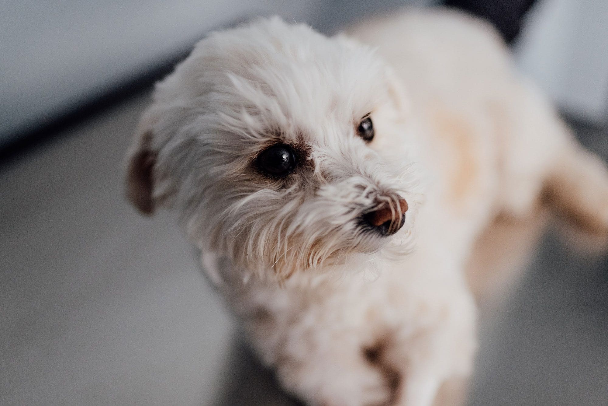 close up of fluffy white dog
