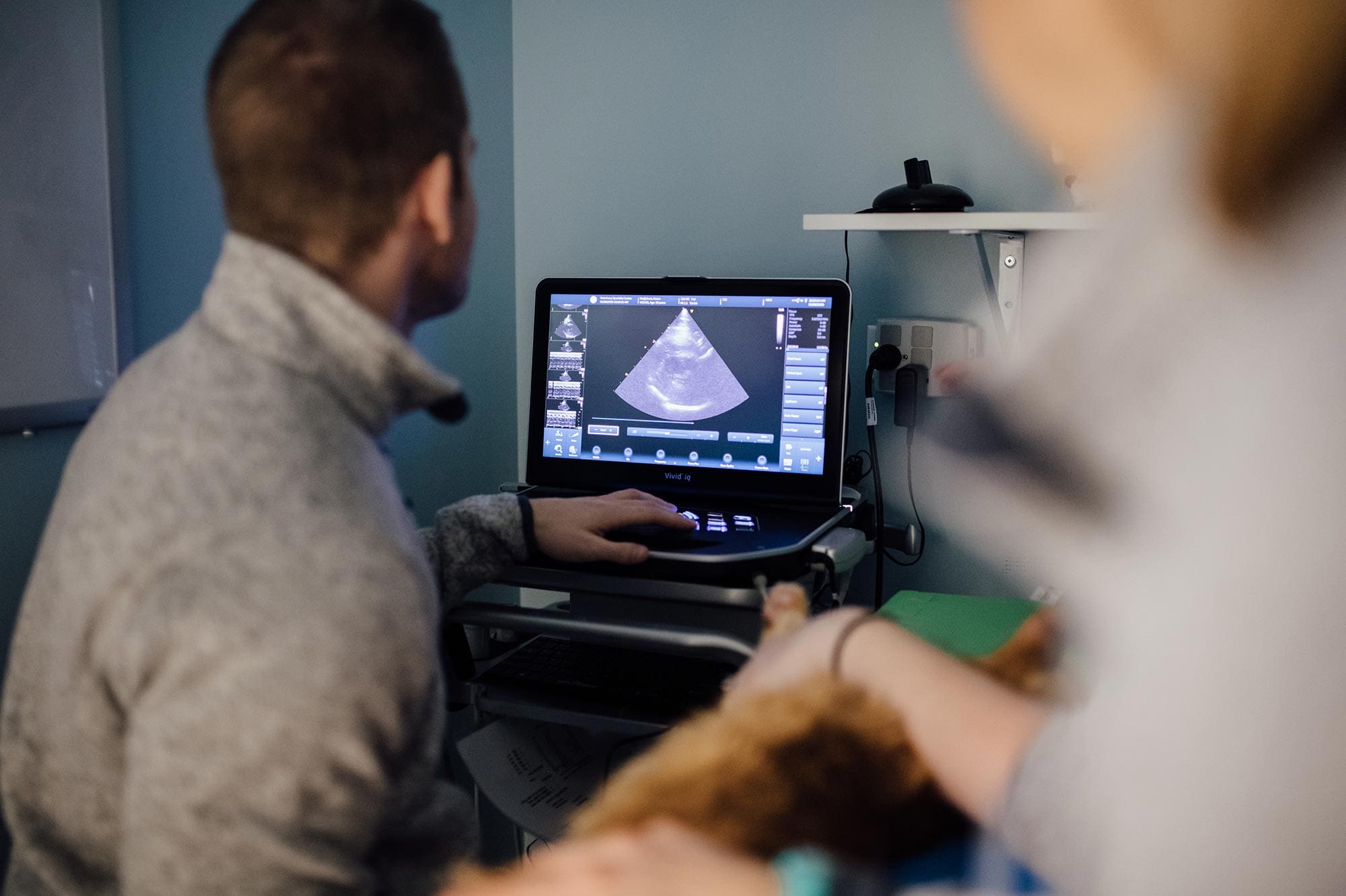 cat getting echocardiogram