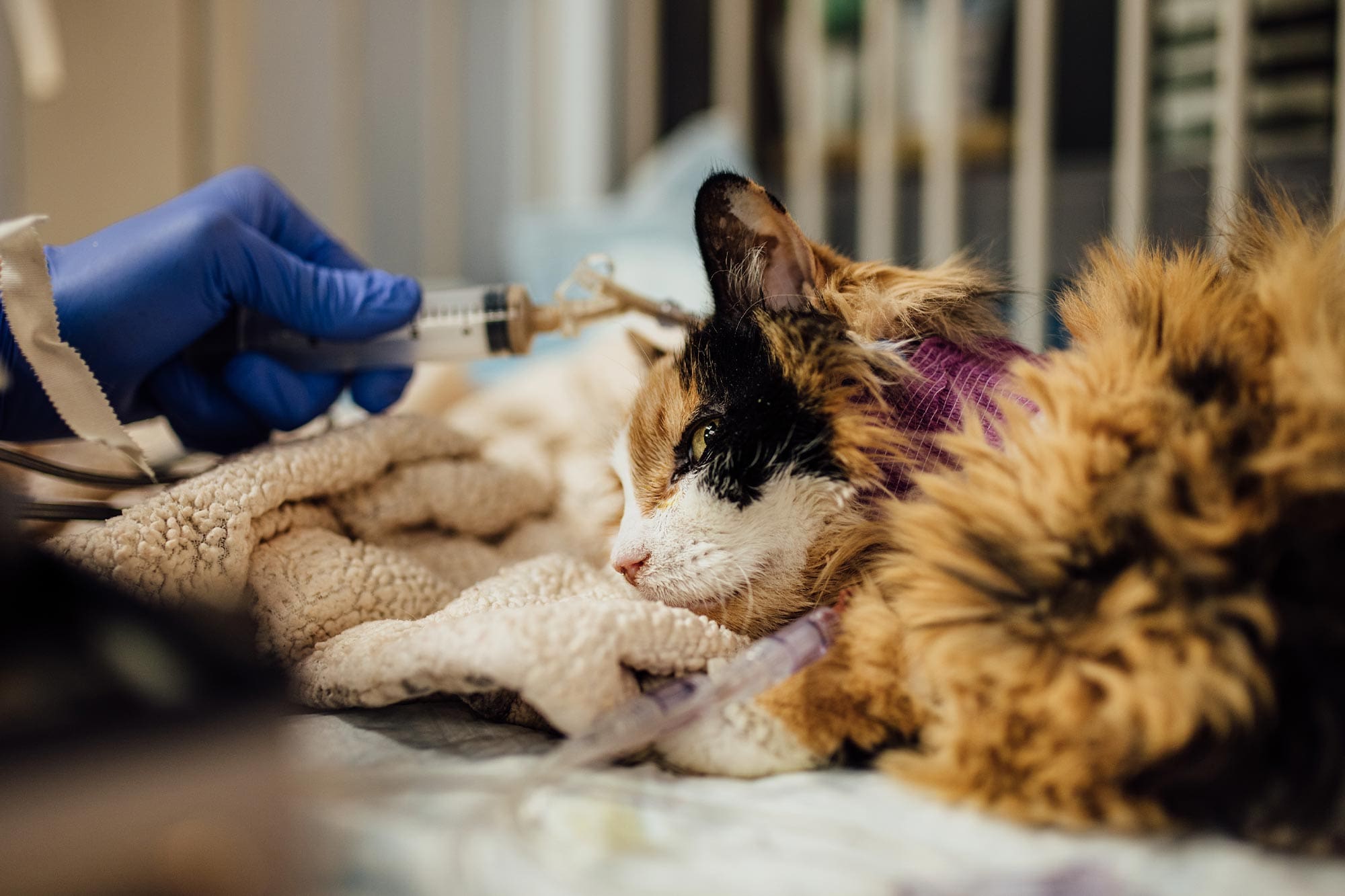 cat having an emergency