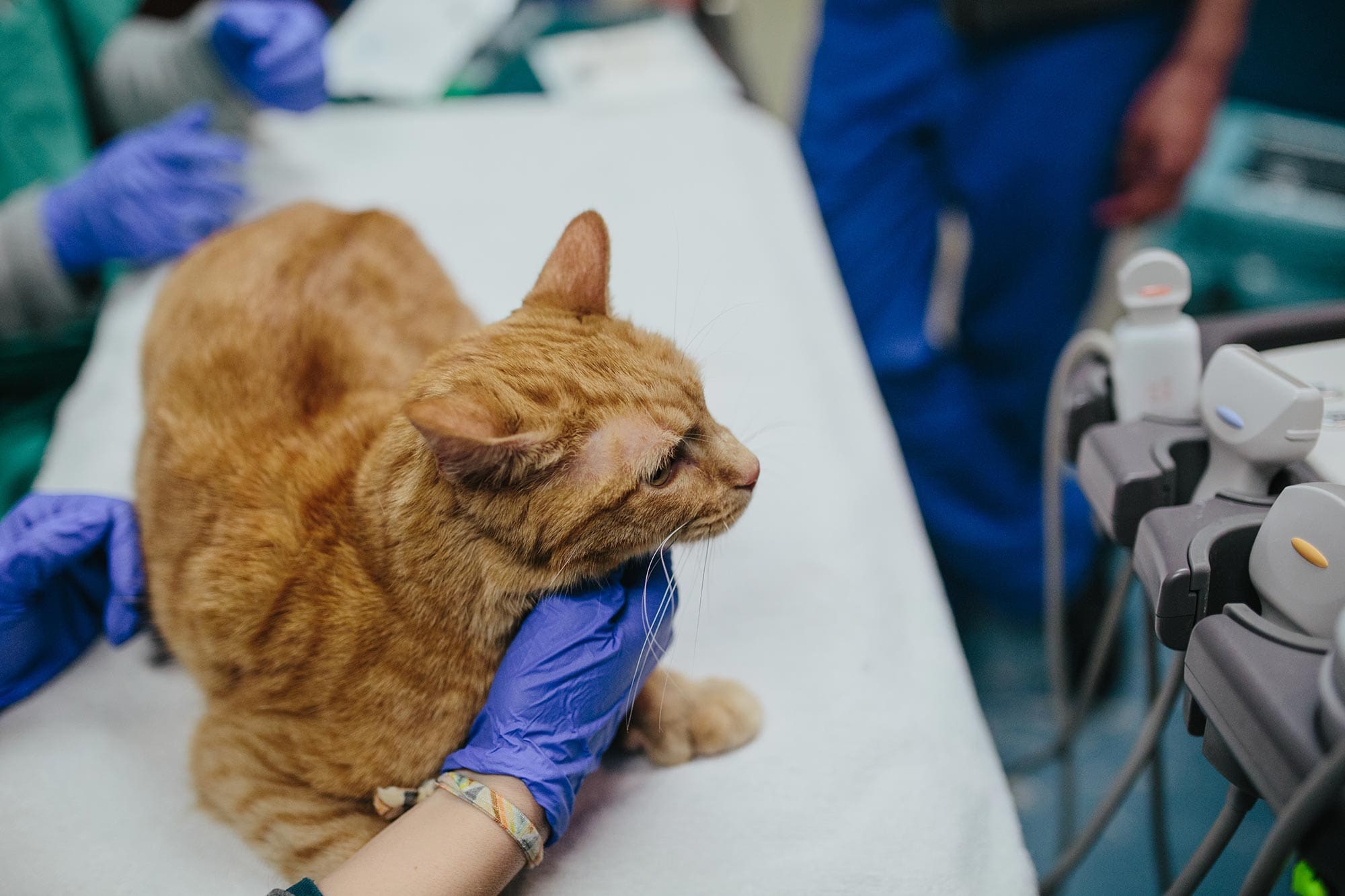 close up of orange striped cat on exam table