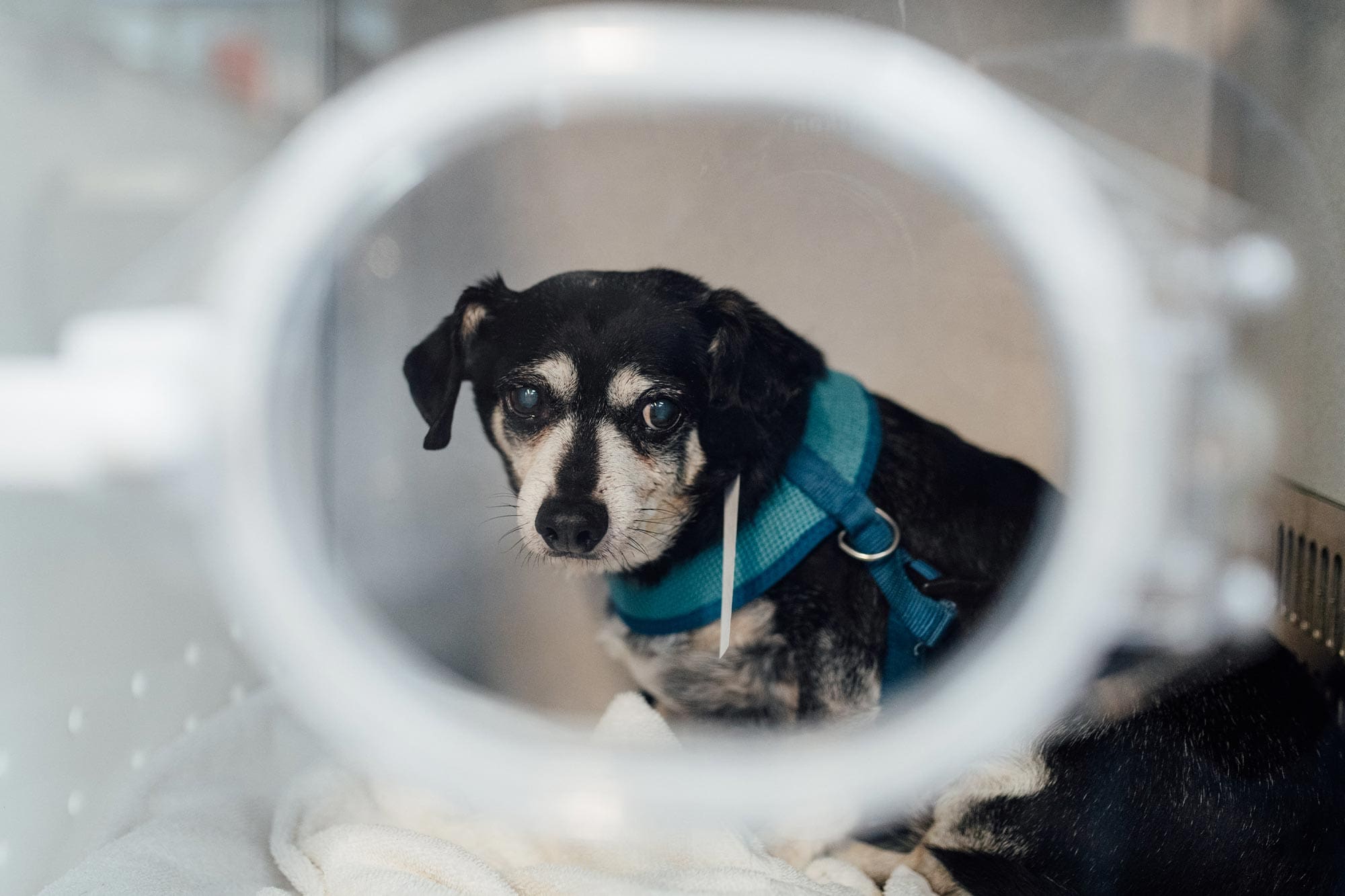 dog recovering in icu