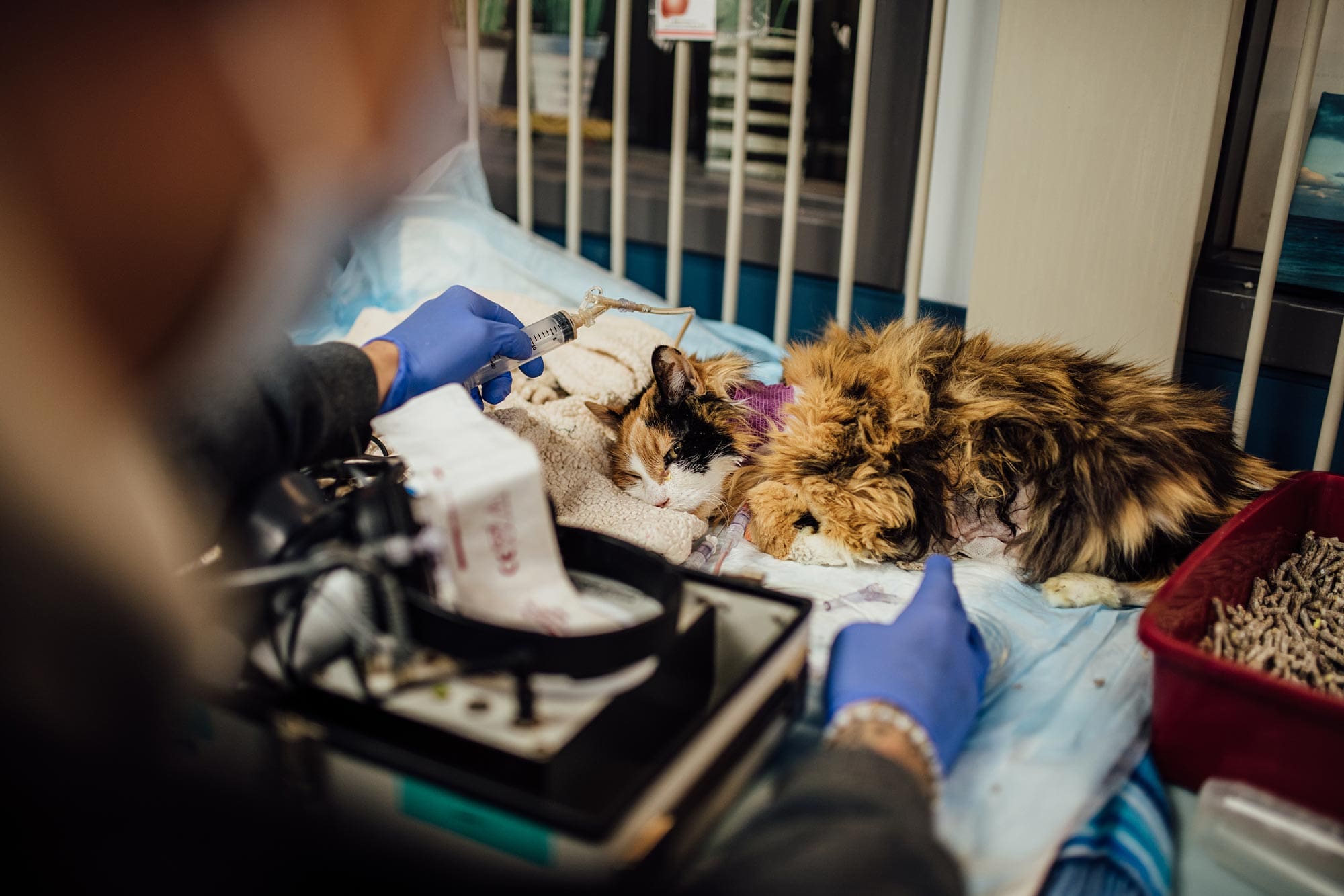 calico cat sleeping on exam table