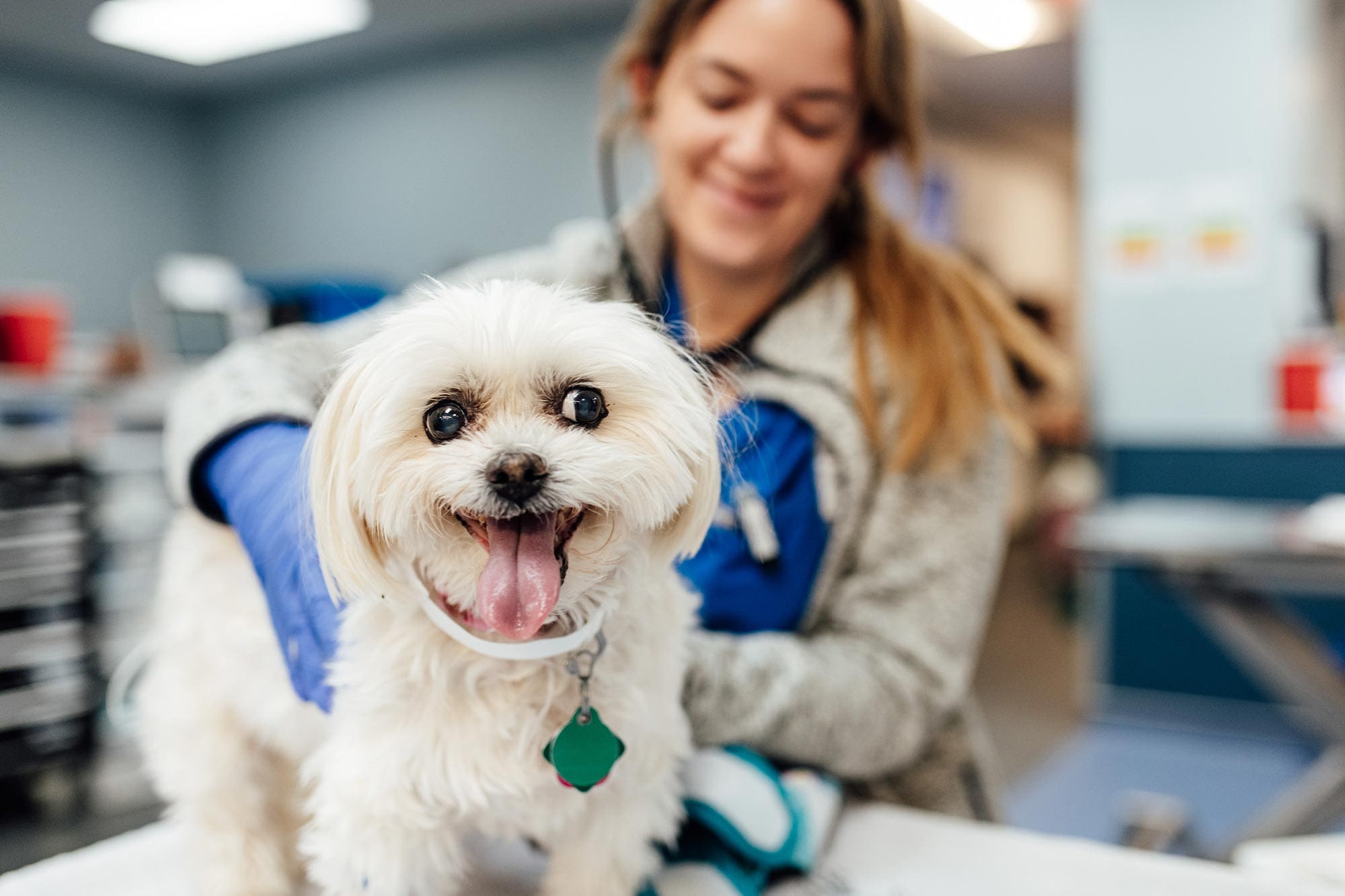 veterinarian checking dog's heart with stethoscope