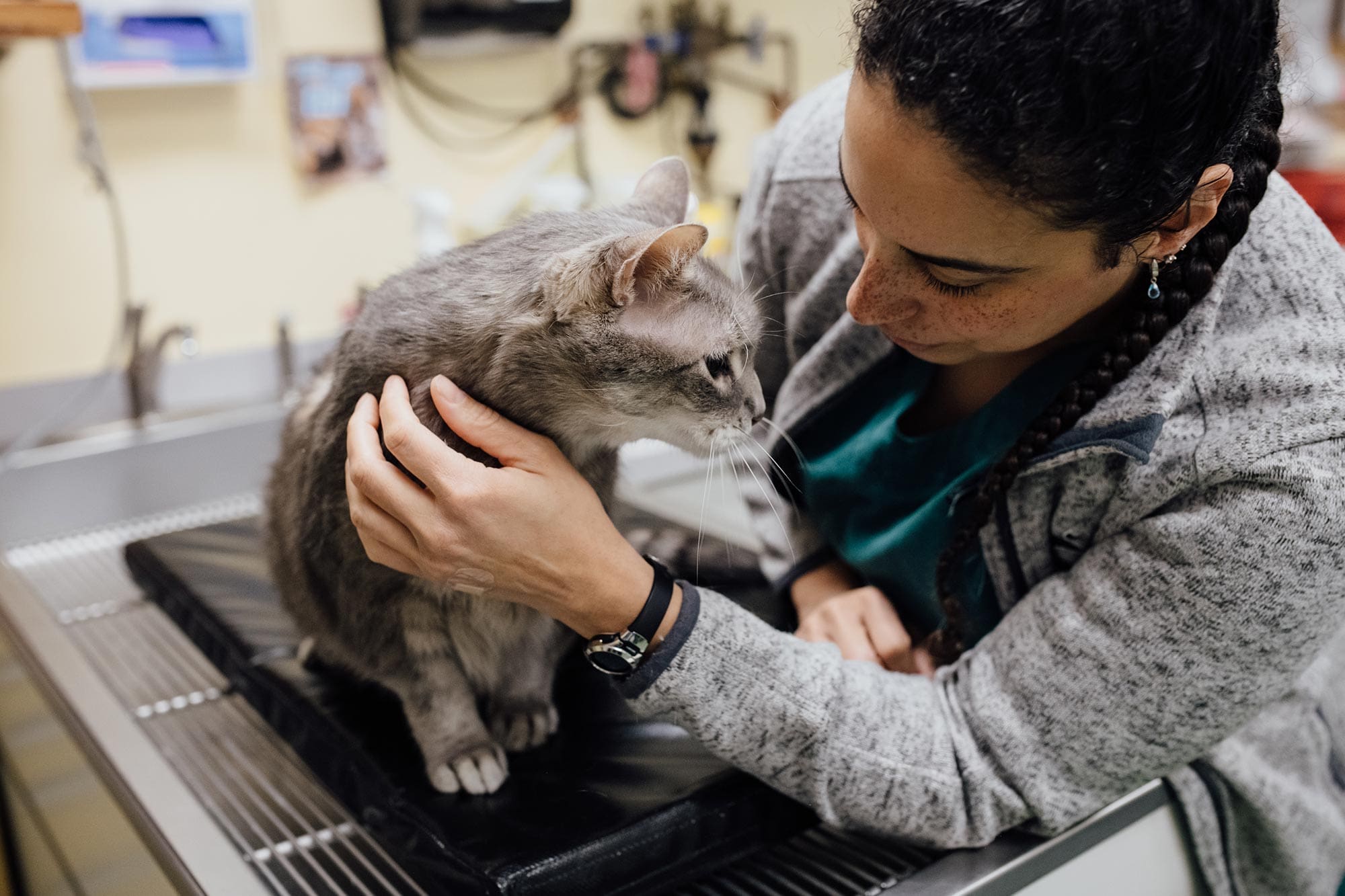 veterinarian petting cat on exam table