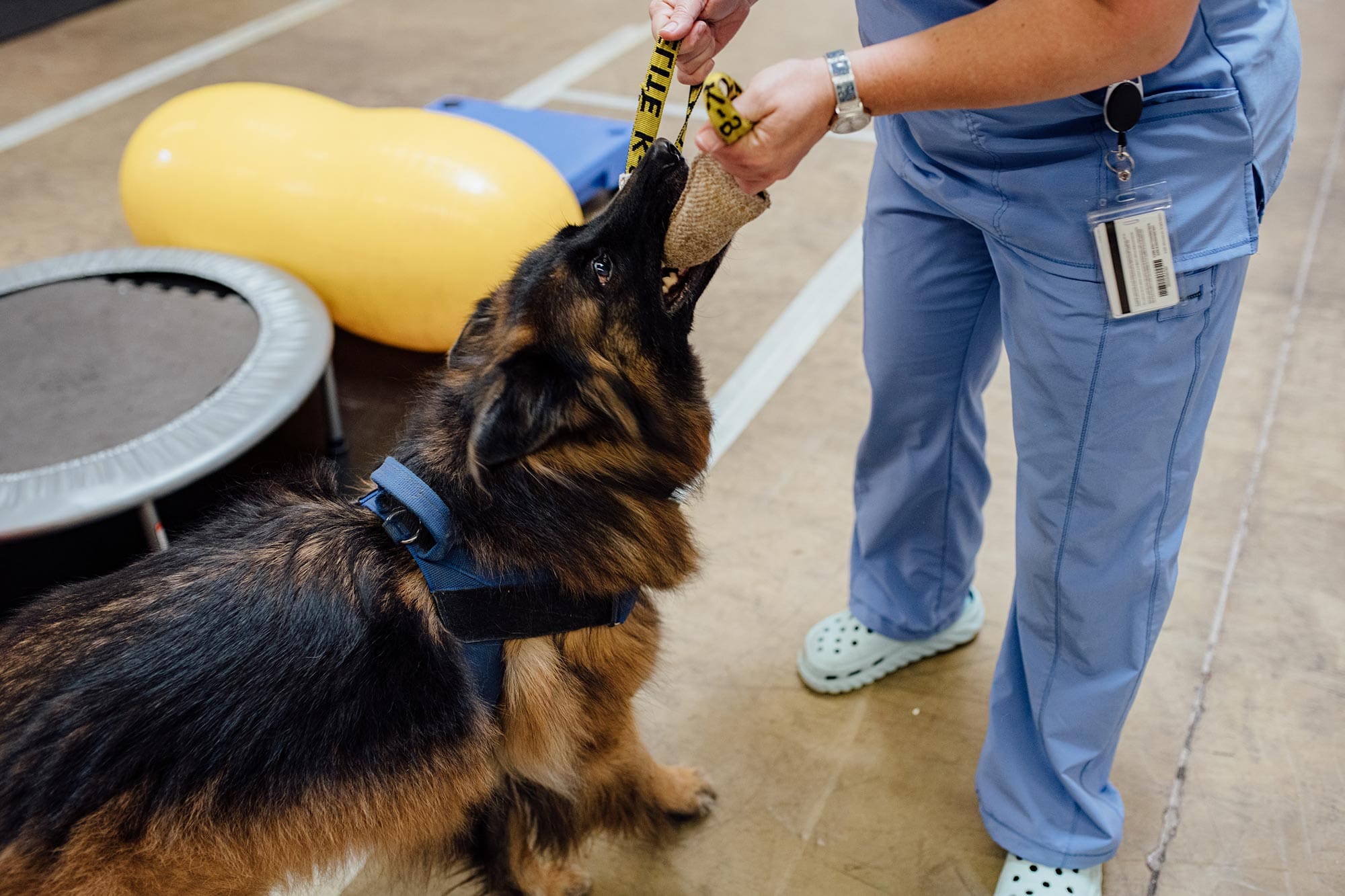 dog getting a bone at rehabilitation