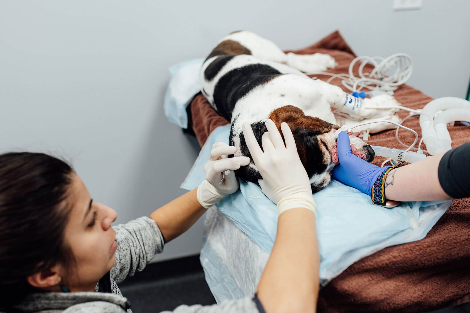 assisting with procedure on dog