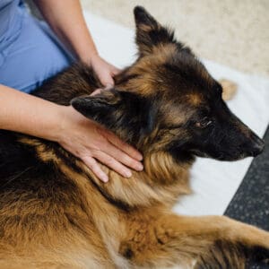 Sitting With Dog On Floor