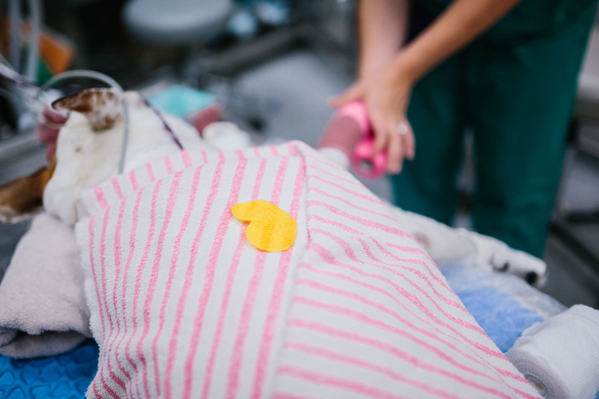 close up of yellow fabric heart on top of striped blankets resting on dog in critical care unit
