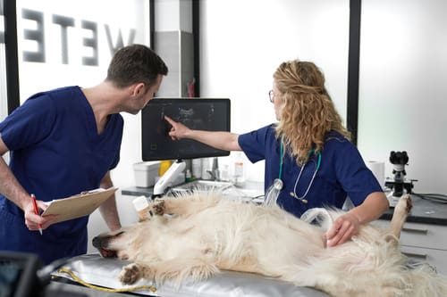 two-veterinarians-performing-ultrasound-on-dog-at-clinic