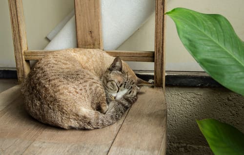 brown-and-black-cat-curled-up-asleep-on-the-floor