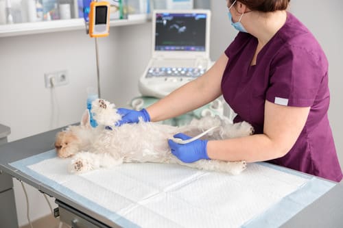 female-vet-performing-abdominal-ultrasound-on-small-dog-at-clinic