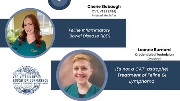 25th Vsc Vet Ed Tech Lectures Feline Ibd Feline Gi Lymphoma