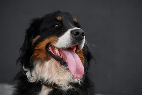 bernese-mountain-dog-on-a-black-background-with-its-tongue-hanging-out