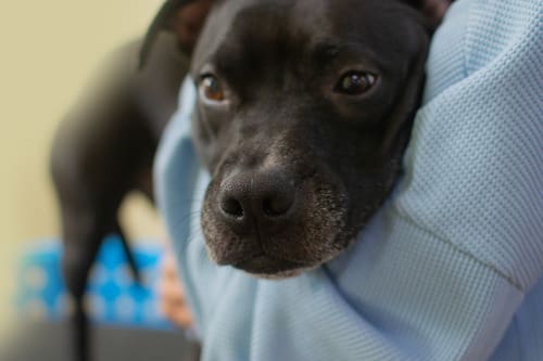 black-pitbull-dog-embracing-owner