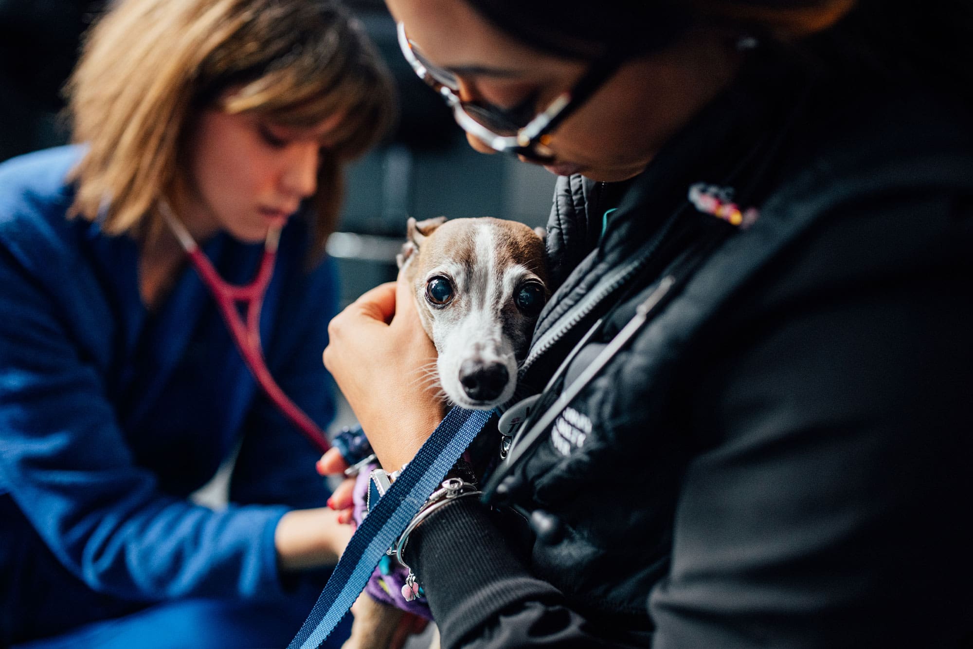 female staff member with glasses holding small chihuahua dog while female veterinarian checks dog's heartbeat with stethoscope