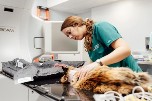 female vet tech preparing cat for radiation oncology at VSC