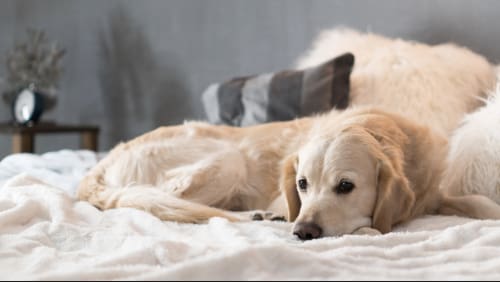 golden retriever dog laying on a bed at home