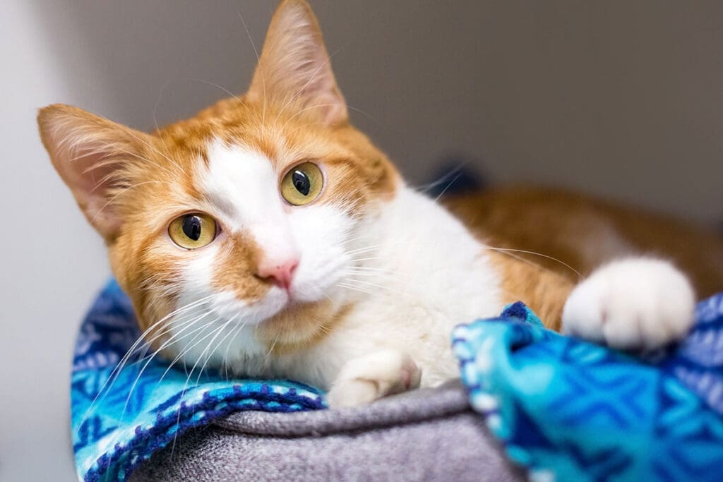 A shorthair cat relaxing in a pet bed