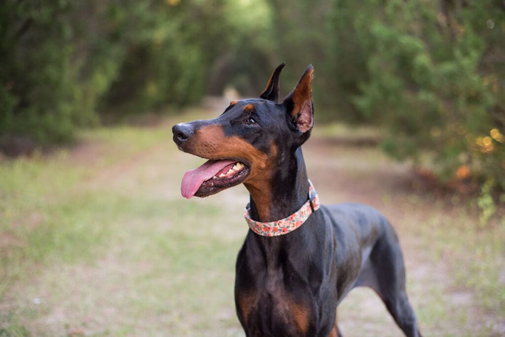 Doberman-pinscher outside in a wooded setting