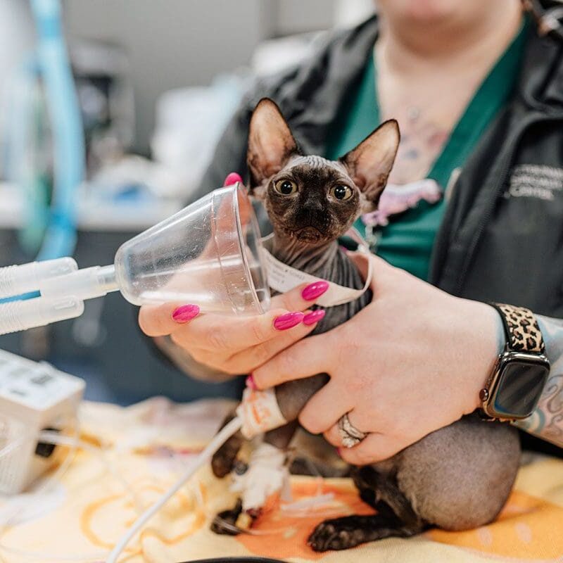 Total Ear Canal Ablation In Dogs And Cats In Bannockburn, IL cat preop