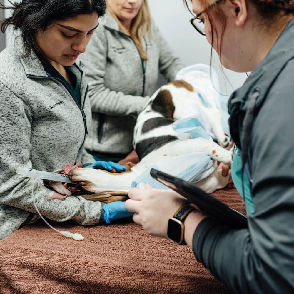 Veterinary Interns & Residents At Veterinary Specialty Center In Bannockburn Il Veterinary Interns & Residents At Veterinary Specialty Center In Bannockburn Il