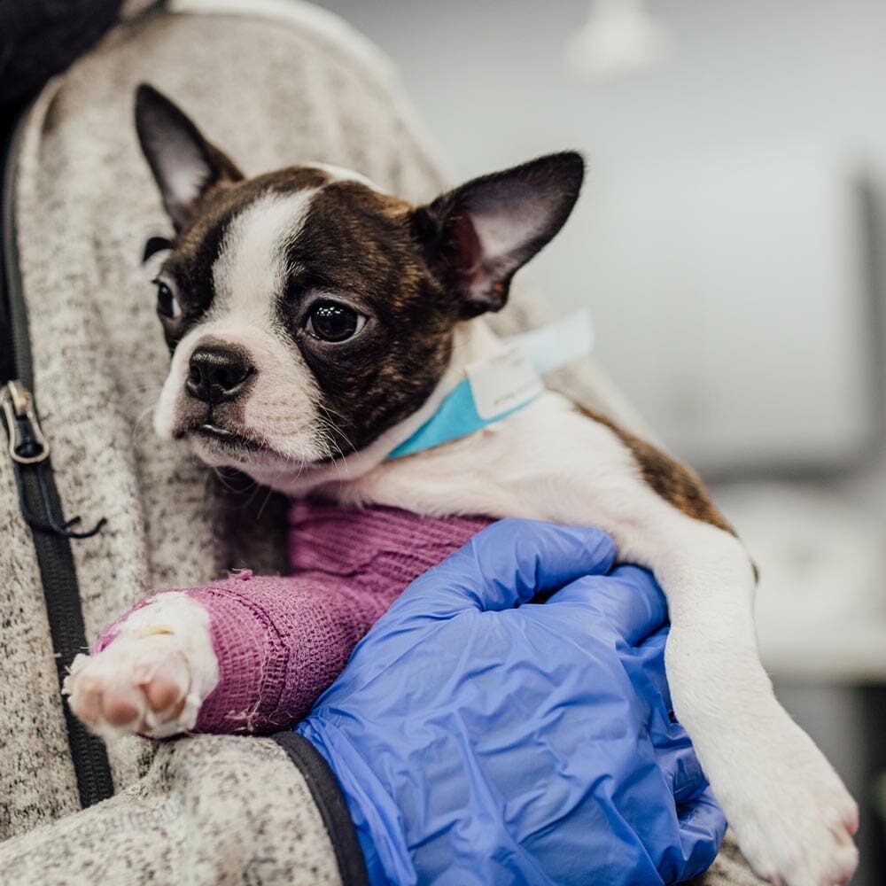 Boston Terrier With A Cast Boston Terrier With A Cast