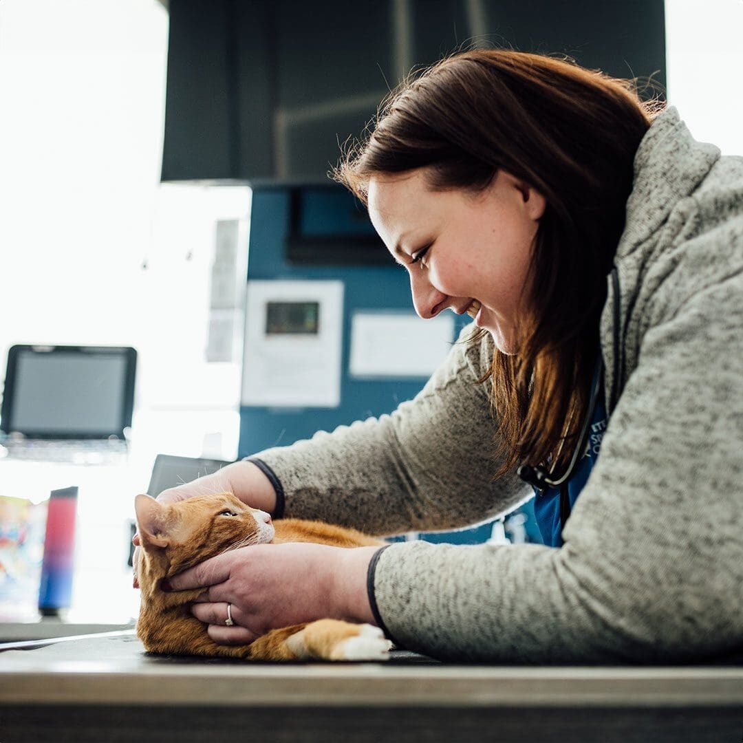 Checking On Kitty After Procedure Checking On Kitty After Procedure