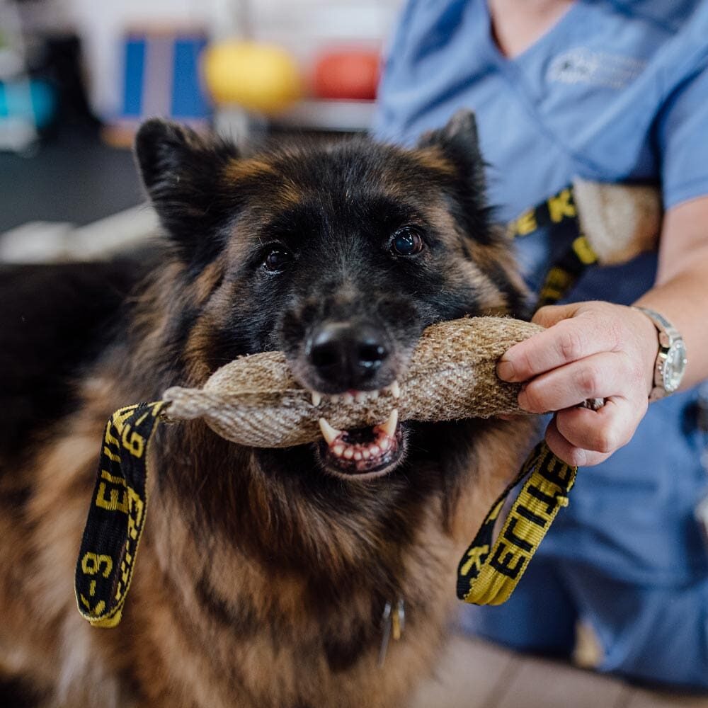 Close Up Of German Shepherd With A Chew Toy Close Up Of German Shepherd With A Chew Toy