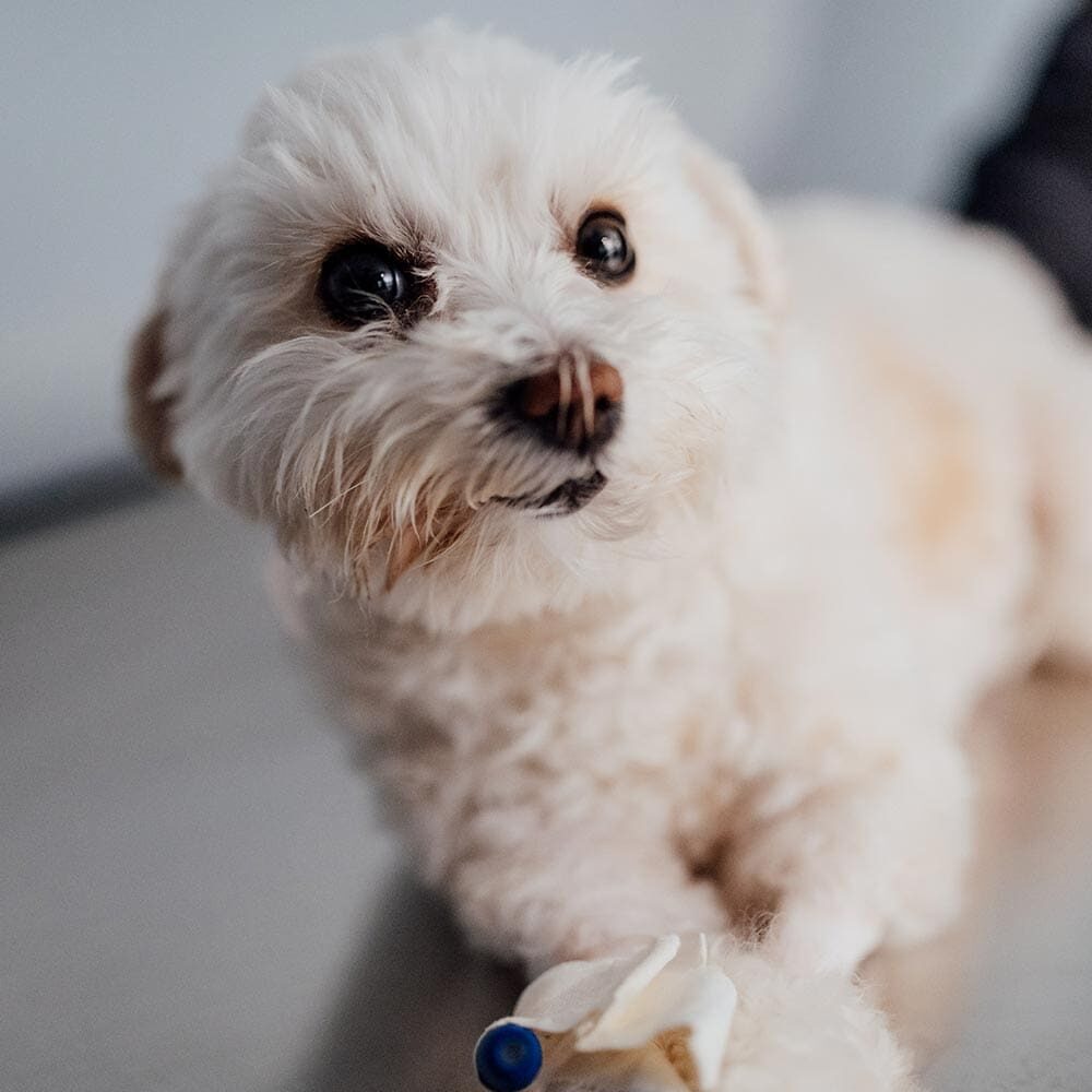 Close Up Of Small Dog With Iv Access Close Up Of Small Dog With Iv Access
