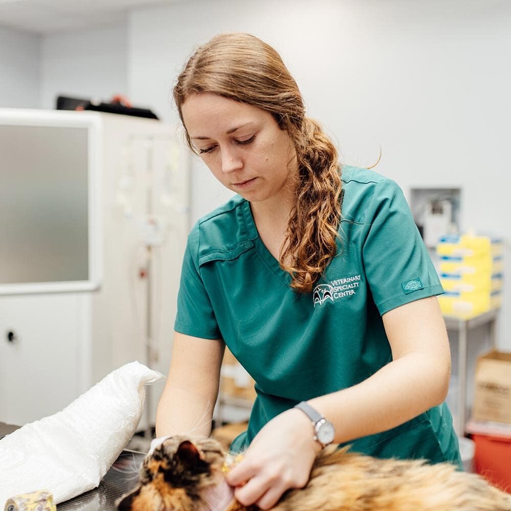 Close Up Of Staff Member Preparing Calico Cat For Radiation Therapy