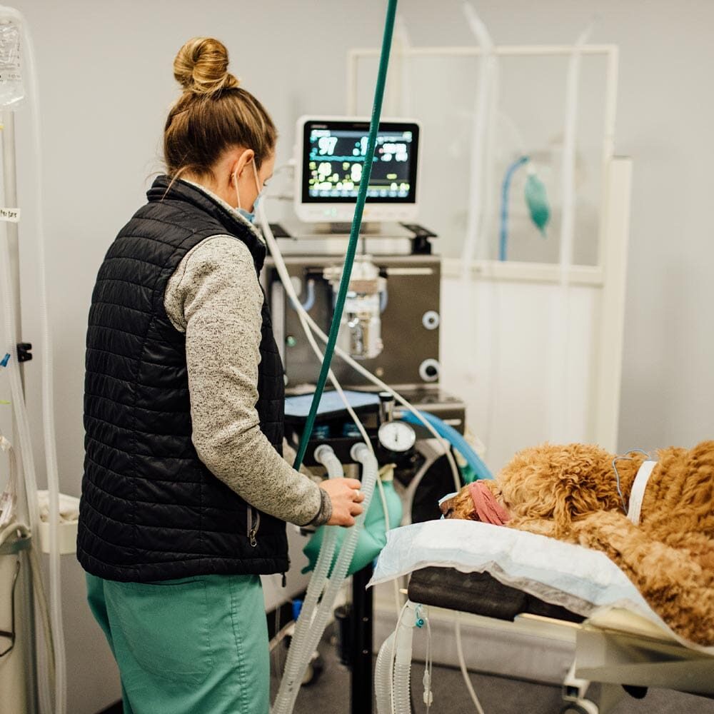 Doctor Examining Patient On Anesthesia Doctor Examining Patient On Anesthesia