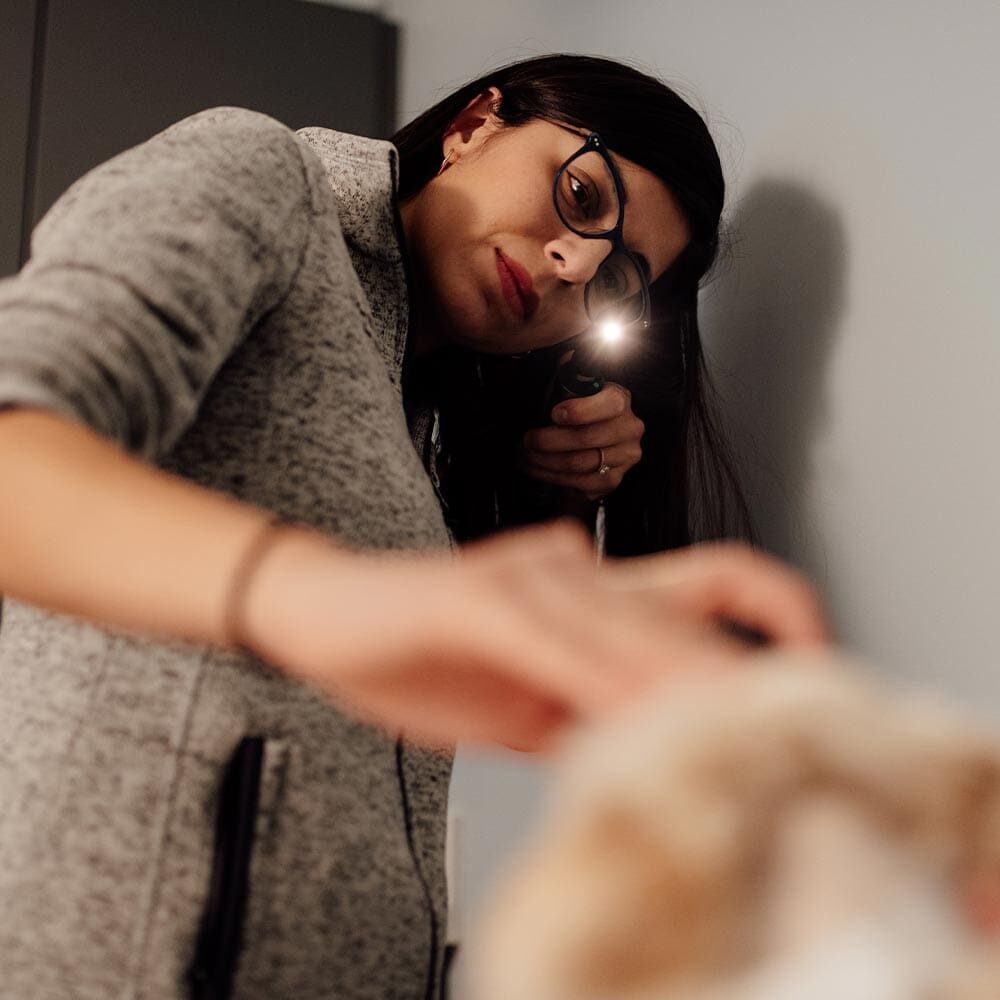 Doctor Shining Light In Dogs Eyes Doctor Shining Light In Dogs Eyes