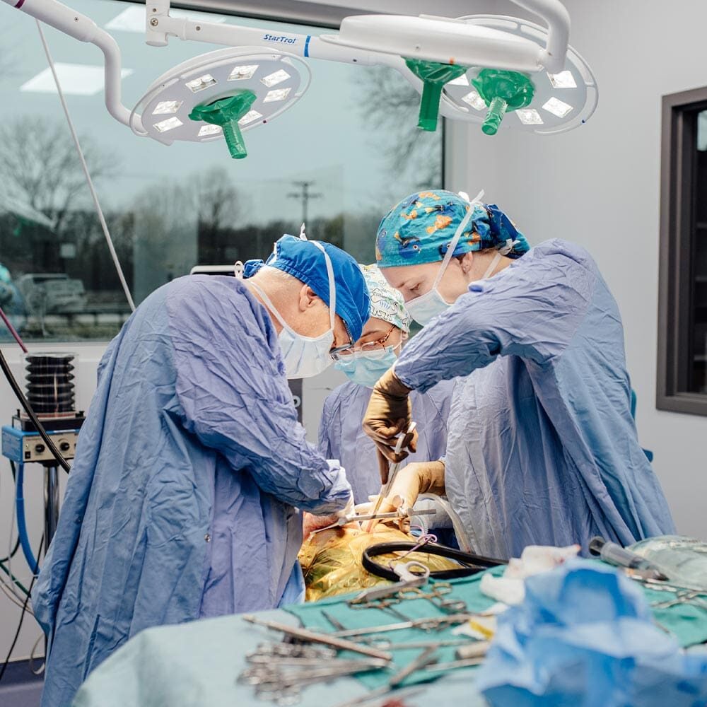 Doctors Performing Surgery On Dog