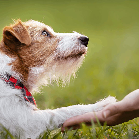 Dog Paw And Hand Grass