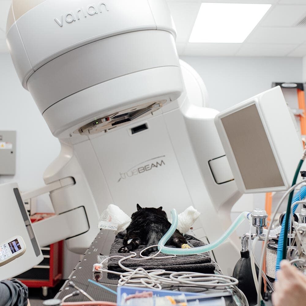 Dog Undergoing Radiation Therapy Dog Undergoing Radiation Therapy
